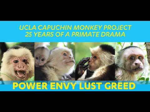 UCLA Capuchin Monkey Project: 25 Years of a Primate Drama