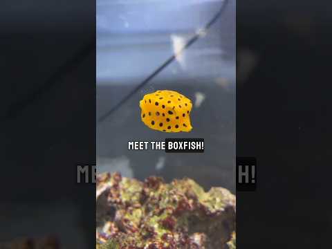 Boxfish: Nature&#039;s Perfectly Engineered Underwater Marvel #facts #animals